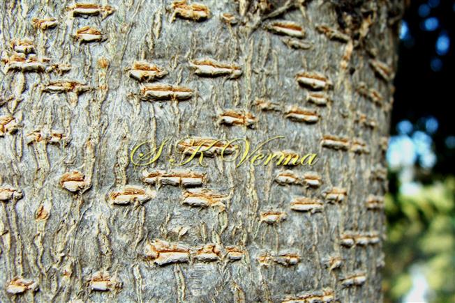  Bark with lenticels